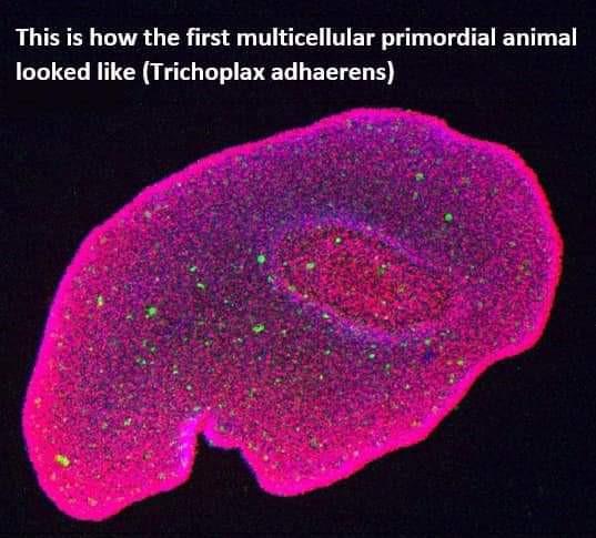 When the multicellular organism is sus!!!